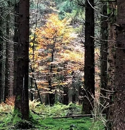 Lindenhof Am * Winterberg